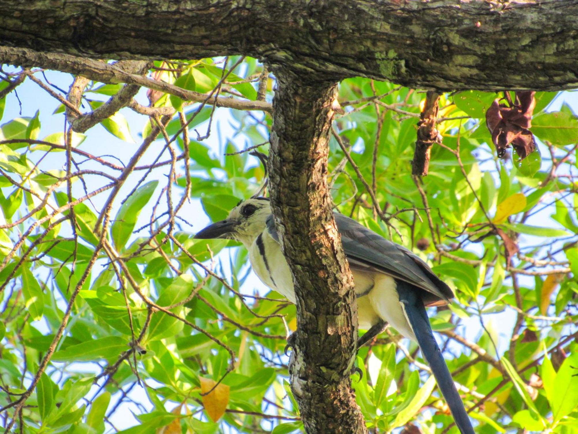 Апартаменты Hospedaje Combi Dream Bird Playas del Coco Экстерьер фото